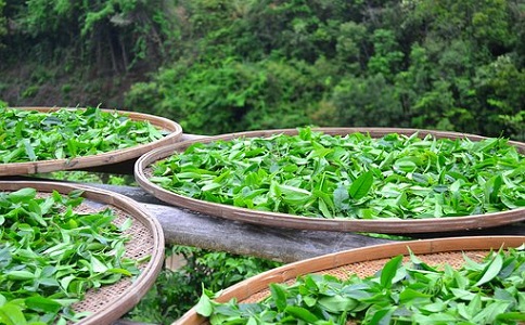 茶叶草莓视频色在线观看料的施用